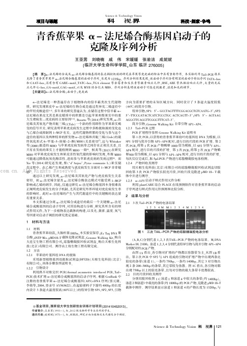 青香蕉苹果α-法尼烯合酶基因启动子的克隆及序列分析