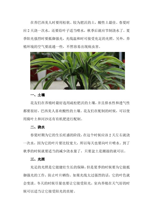 巴西美人的养殖方法和注意事项