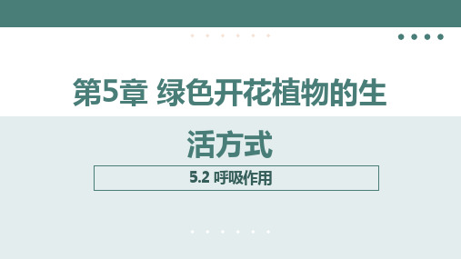 3.5.2呼吸作用教学课件(22张PPT)2023---2024学年北师大版生物七年级上册