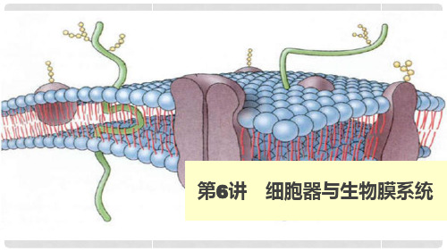 高考生物 细胞器与生物膜系统课件 新人教版必修1