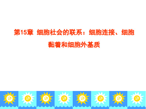 第15章细胞连接细胞黏着和细胞外基质-65页PPT精选文档