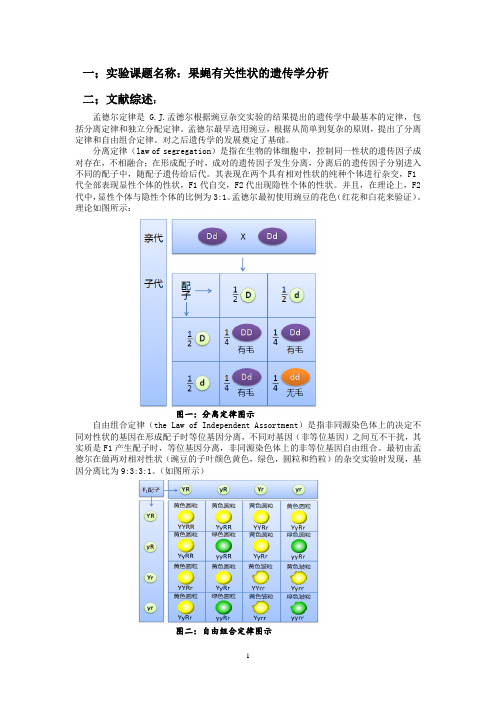 果蝇有关性状的遗传学分析