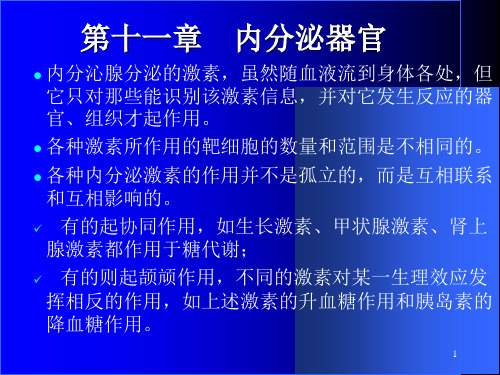 鱼类学内分泌器官.ppt