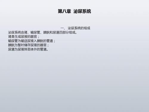 泌尿系统解剖学课件