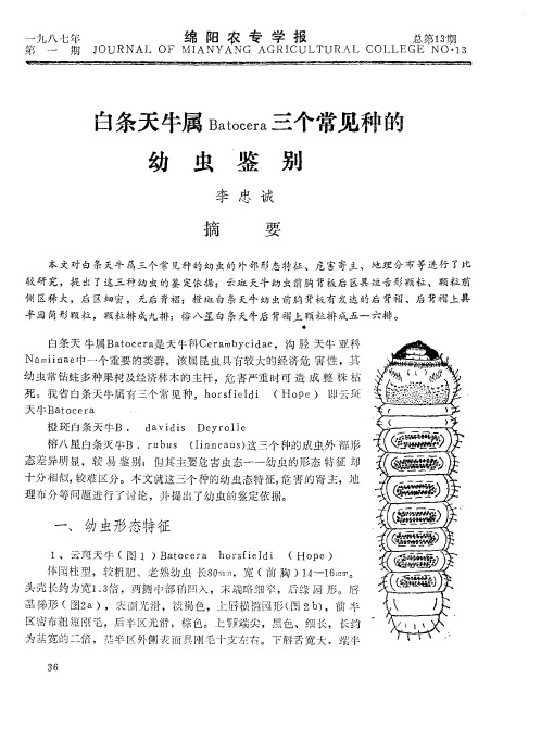 白条天牛属Batocera三个常见种的幼虫鉴别