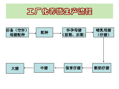 [农业]工厂化养猪流程及关注点