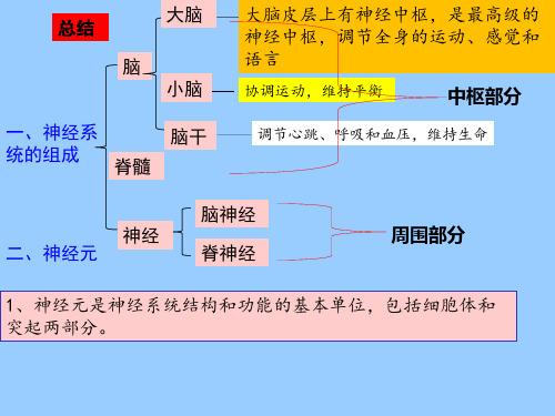 人教版七年级下册生物第六章第三节：神经调节的基本方式课件(共21张PPT)