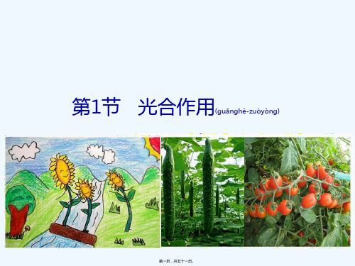 七年级生物上册第3单元第5章第1节光合作用