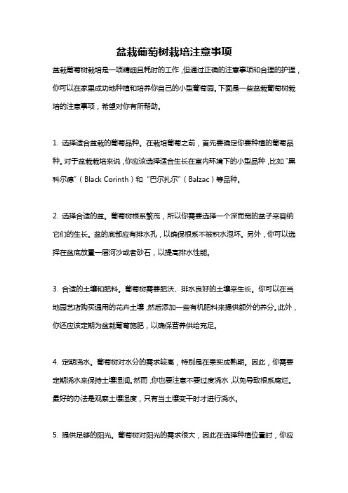 盆栽葡萄树栽培注意事项