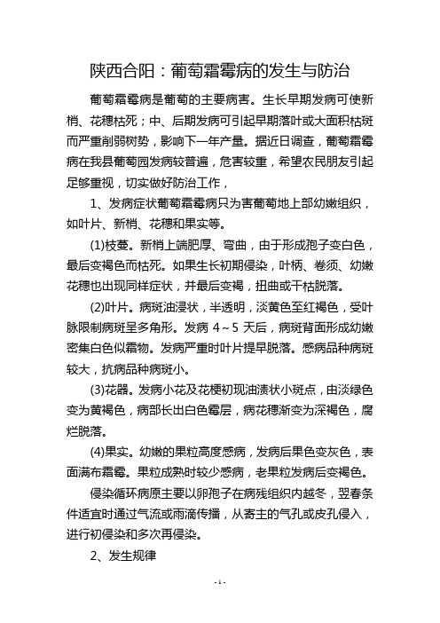 陕西合阳：葡萄霜霉病的发生与防治