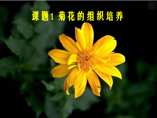 课题菊花的组织培养