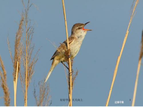 人教小学音乐三上《1爱唱歌的小杜鹃》PPT课件