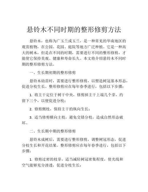 悬铃木不同时期的整形修剪方法