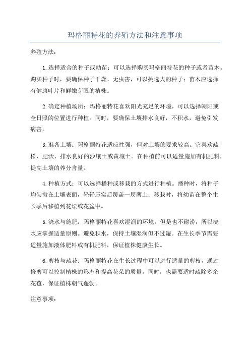 玛格丽特花的养殖方法和注意事项