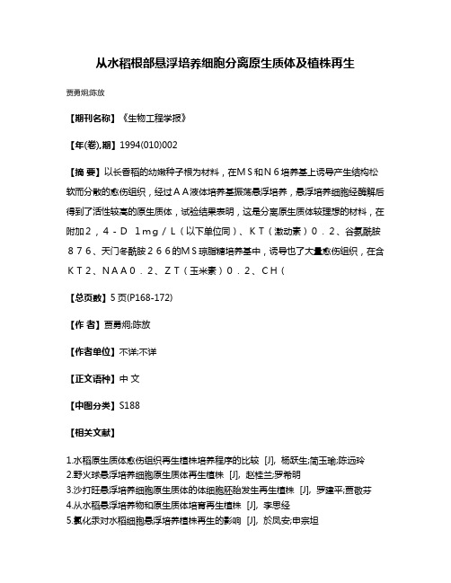 从水稻根部悬浮培养细胞分离原生质体及植株再生