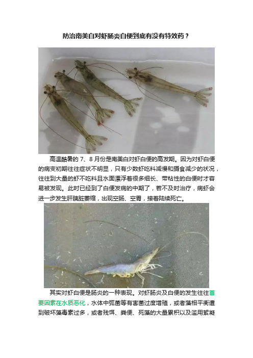 防治南美白对虾肠炎白便到底有没有特效药？