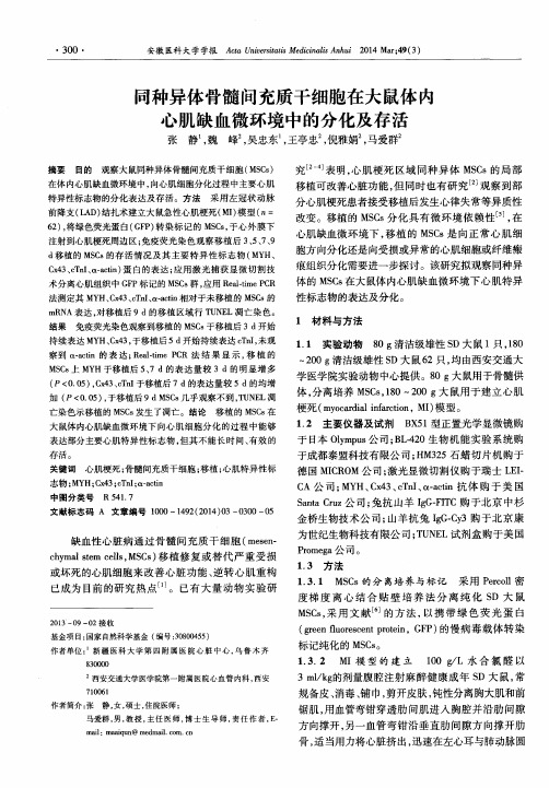 同种异体骨髓间充质干细胞在大鼠体内心肌缺血微环境中的分化及存活