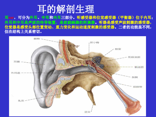 耳的解剖生理