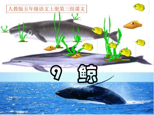 9鲸PPT课件