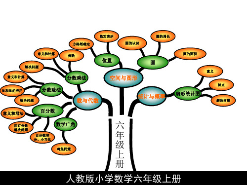 六年级知识树