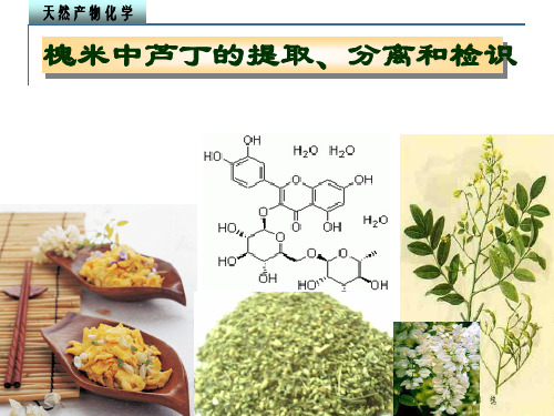 槐米中芦丁的提取、分离和检识