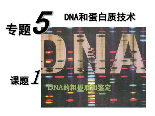 DNA的粗提取与鉴定ppt6 人教课标版