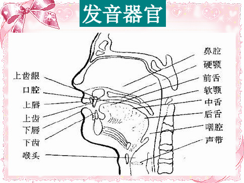 48个音标具体发音位置的学习