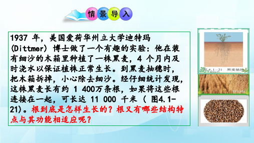 4.1.5根的结构与功能(优质课件)