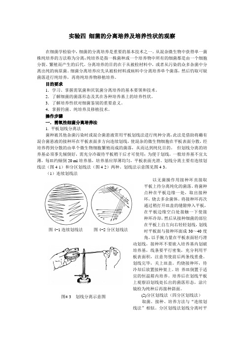 细菌的分离培养及培养性状的观察