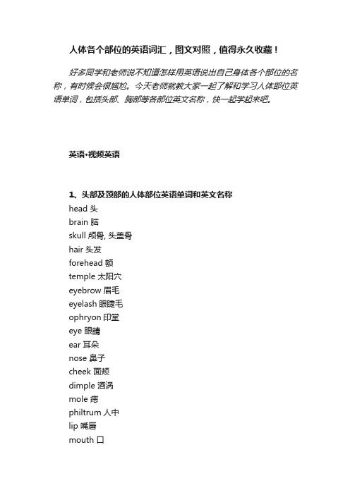 人体各个部位的英语词汇，图文对照，值得永久收藏！