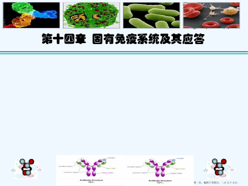 [免疫学]固有免疫及其应答