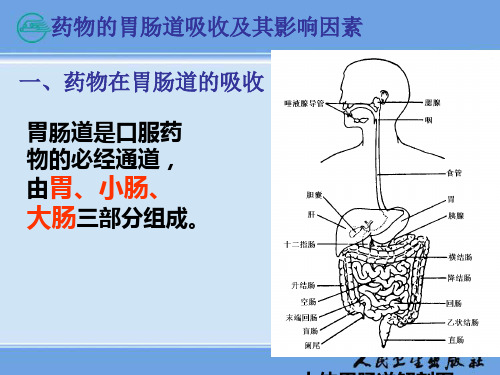 精品医学课件-药物的胃肠道吸收及其影响因素