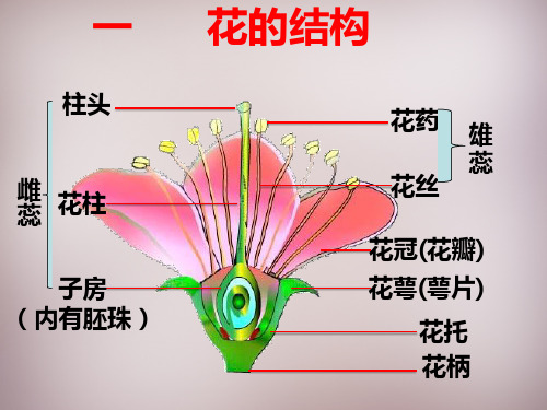 花的结构