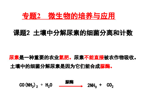 22土壤中分解尿素的细菌的分离和计数课件-人教版高中生物选修1生