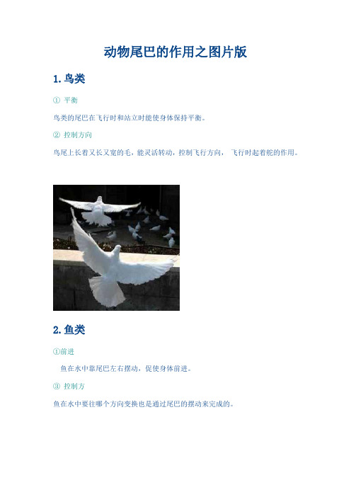 动物尾巴的作用之图片版