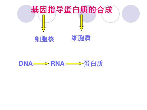 遗传物质的转录和翻译.ppt