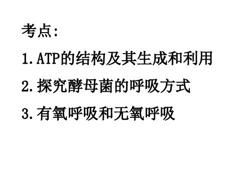 ATP高中生物必修一详解