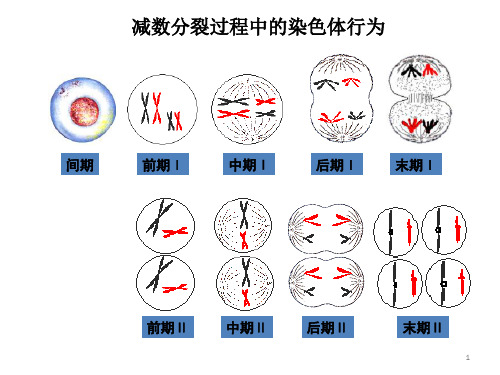 减数分裂曲线图ppt课件