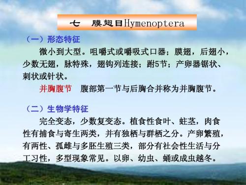 膜翅目