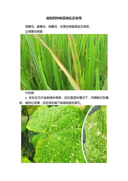 植物四种病害病症及表现