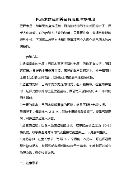 巴西木盆栽的养殖方法和注意事项