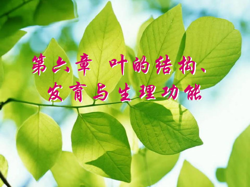 叶 植物学ppt