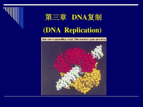 第三章   DNA复制