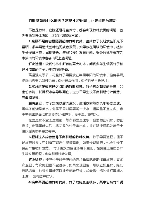 竹叶发黄是什么原因？常见4种问题，正确诊断后救治