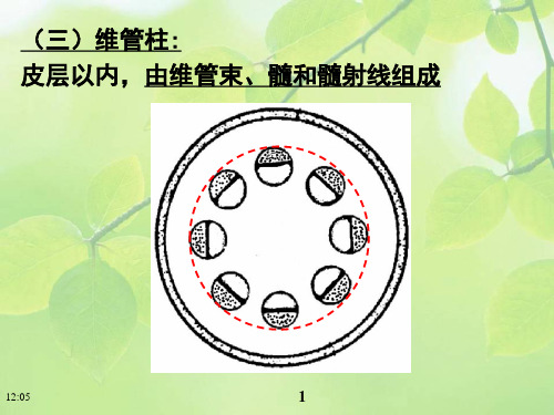 《植物学》课件：维管柱