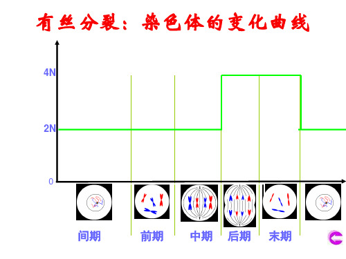 有丝分裂和减数分裂的图像(比较)