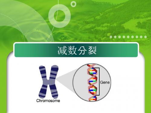 人教版高中生物必修2第二章减数分裂课件15张共15张PPT