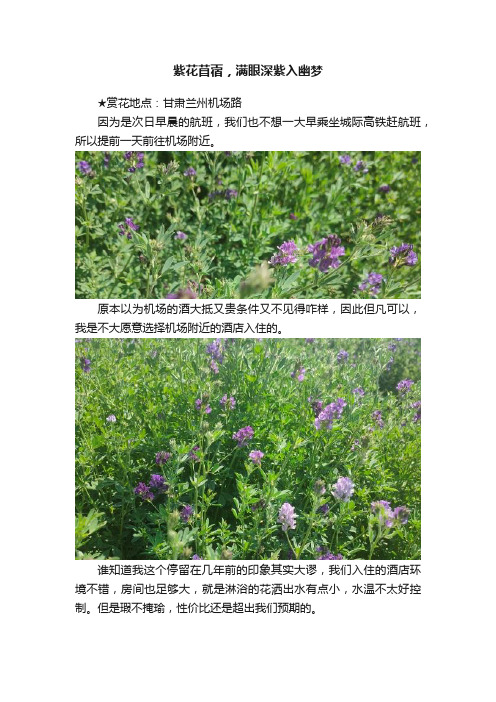 紫花苜蓿，满眼深紫入幽梦