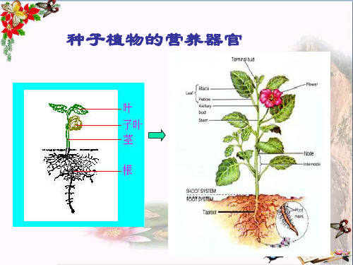 小学六年级科学上册第一章第1课植物的器官和营养1新人教版最新优选公开课件