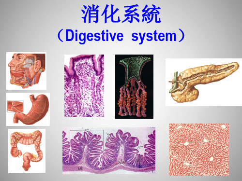 人体胚胎学-消化管  PPT课件